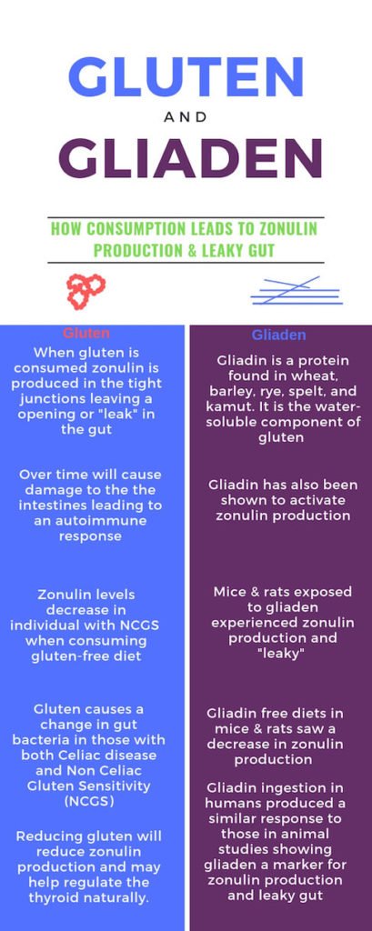 Infographic of Zonulin Produced when Gluten and Gliaden Consumed | Thyroid Nutrition Educators