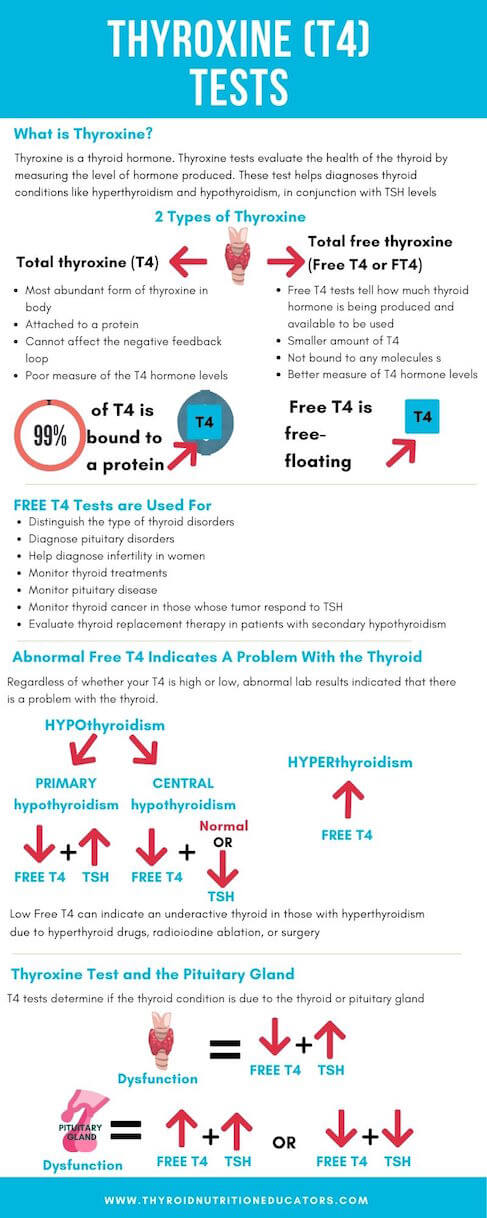 Thyroxine (T4) Tests Infographic | Optimal Thyroid Levels | Thyroid Nutrition Educators