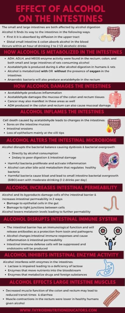 Infographic of ETOH's Effects on Intestines | Thyroid Nutrition Educators