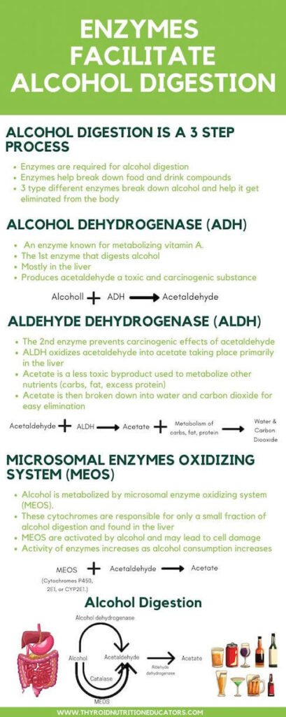Infographic of Enzymes Faciliate Alcohol Digestion | Thyroid Nutrition Educators